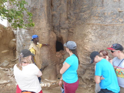 le plus vieux baobab du Sénégal (1)