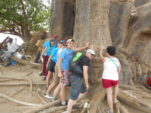 le plus vieux baobab du Sénégal
