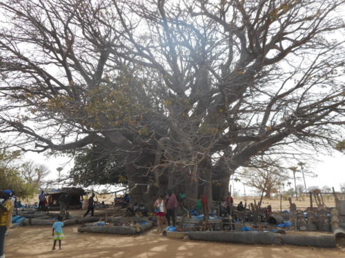 photo de groupe, qu'il est beau cet arbre!